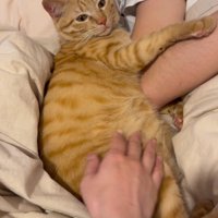 猫をなでようとする女性の手