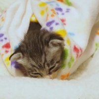 眠った姿