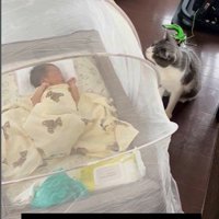 床で寝ている赤ちゃんを見ている猫