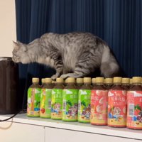 足元を気にする猫