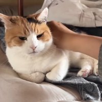 耳がピン