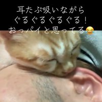 人の顔に顔を近づける子猫