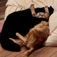 黒猫に抱きしめられる子猫