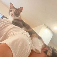 飼い主の背中に乗る猫