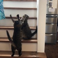 喧嘩する2匹の猫