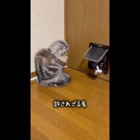 顔を出したあずきちゃん
