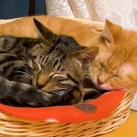 寄り添っている二匹の猫