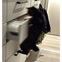 猫と引き出し