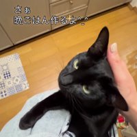 抱っこ紐に入った猫