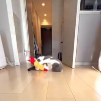 近くにあったぬいぐるみを前足で捕まえる猫