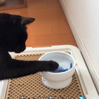おもちゃを触っている猫