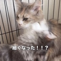 ママ猫の首をグルーミングする子猫