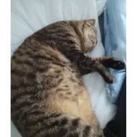 眠る猫