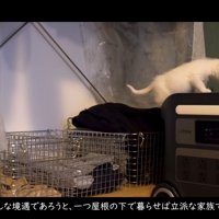 探検する子猫