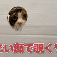 穴からのぞく猫