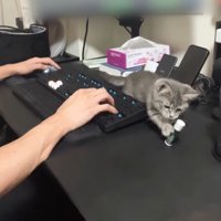 リップクリームを倒す子猫