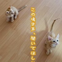 フローリングの上で鳴く2匹の子猫