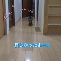 カメラに向かって歩いてくる猫（やや遠く）
