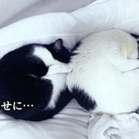 丸くなって寝る2匹の猫