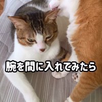 キジ白猫に毛繕いをする茶白猫