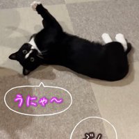 振り返る猫