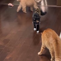 ゆっくりと茶トラ猫に近づく三毛猫