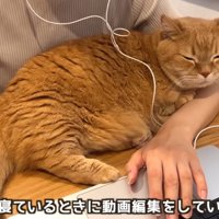 パソコンをしている人の腕の中にいる猫