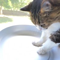 長毛猫がアルミベッドに両前脚を入れている様子