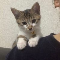 肩に乗る猫