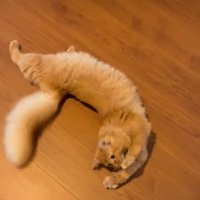 三日月姿勢になる猫