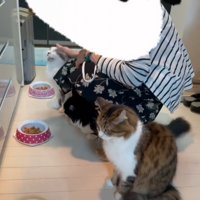 褒められる猫