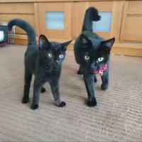 2匹の黒猫の子猫