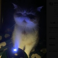 ライトを下から浴びる猫の上半身