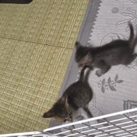 追いかけ合う2匹の猫