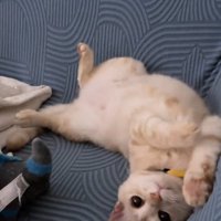 カメラ目線の猫