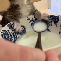 スプーンでミルクを飲んでいる子猫