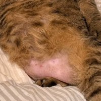 猫のお腹