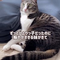 キジ白の猫