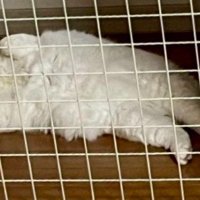 網ごしに寝転がる猫（アップ）