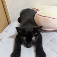 ベッドの上でうつ伏せになる子猫