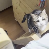 梯子を登る姿