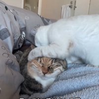 先輩猫の頭を噛む子猫