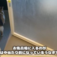 風呂場にいる猫
