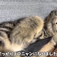 ゴロニャンに