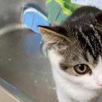 シンクの中にいる子猫