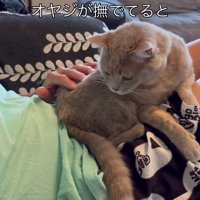 横になる飼い主の膝の辺りで撫でられている猫