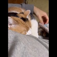 目を閉じるミケちゃん