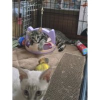 室内にいる猫