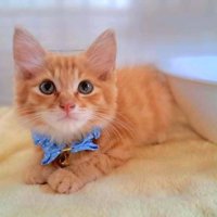 首輪をつけた子猫