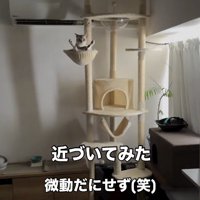 キャットタワーに座っている猫に近寄る飼い主